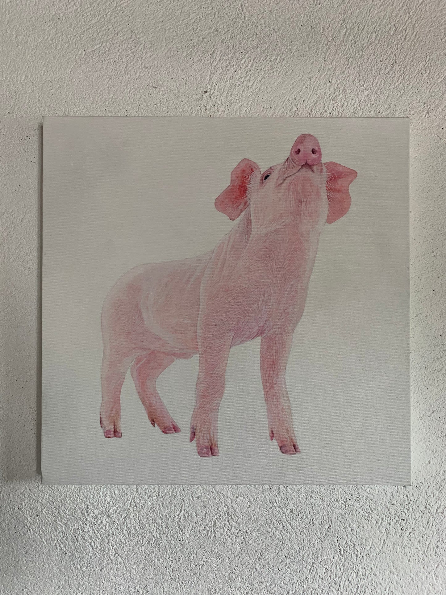 Three Little Piggies (set)