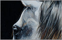 Equine Fine Art Prints