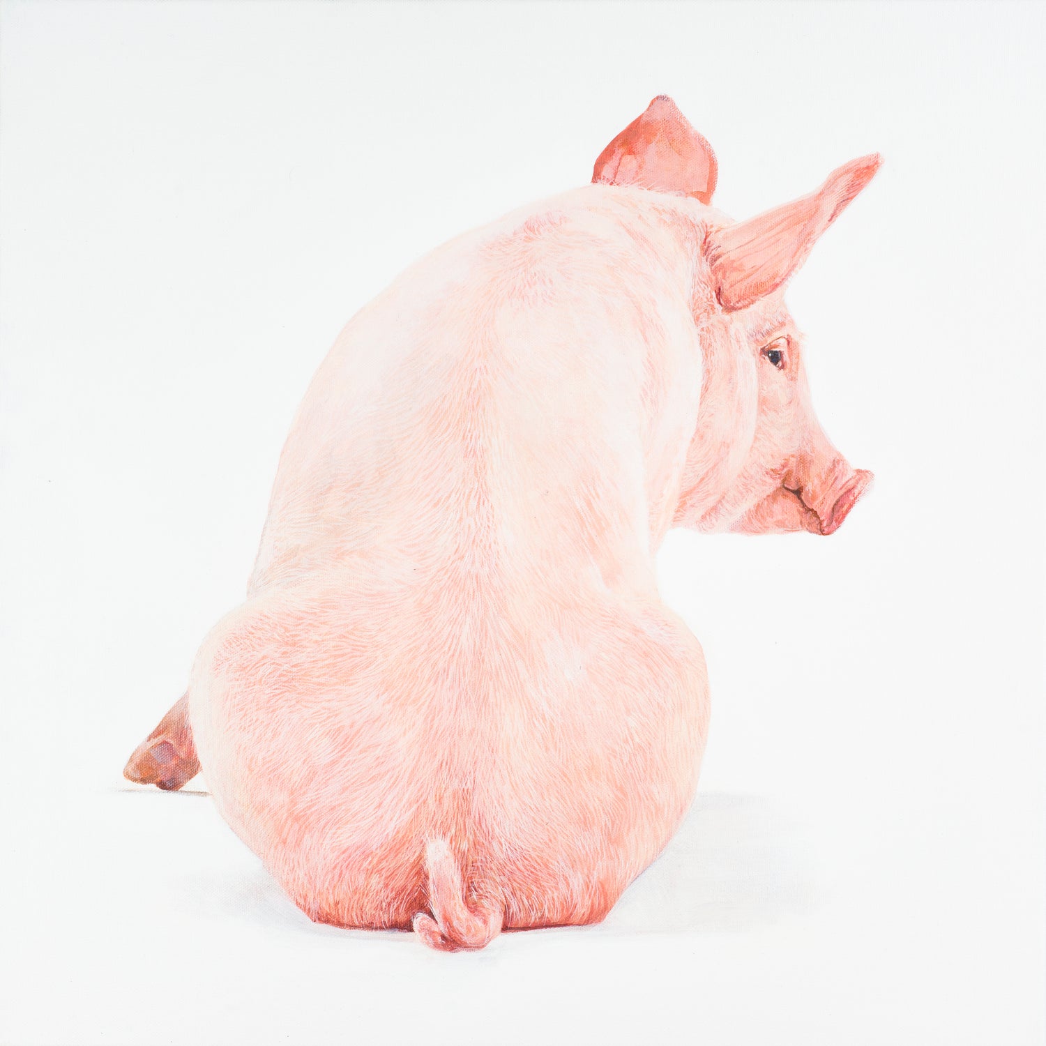 A Parcel of pigs