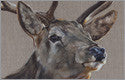 Deer Fine Art Prints