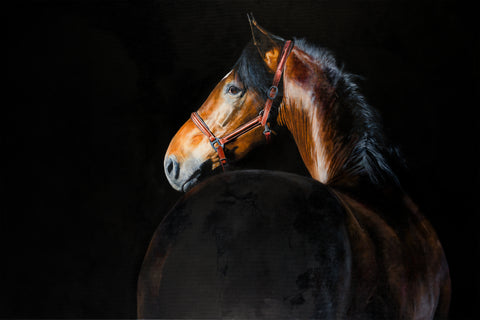 NEW ‘THE MAJOR’ limited edition giclee print