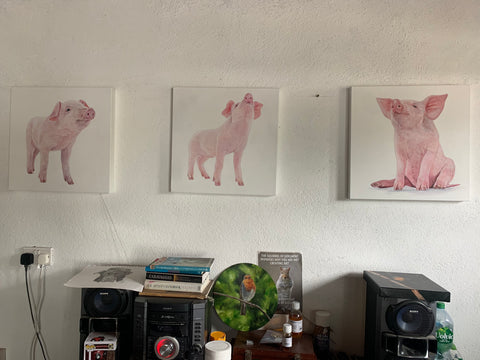 Three Little Piggies (set)